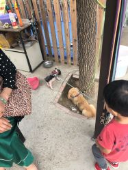 -萌宠亲子动物乐园(槐房万达店)