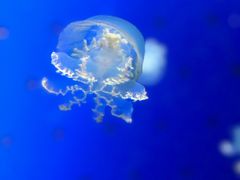 -鹿儿岛水族馆