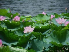 -荔湾湖公园