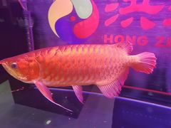-洪忠涮烤王(嵩山路店)