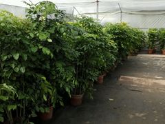 -龙大花卉苗木市场