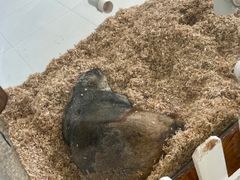 -怪兽屋·羊驼·猫咖·狗咖(俊华广场店)