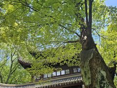 -西园戒幢律寺