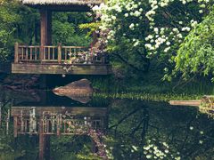 -上海共青森林公园