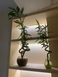 -菲·木田moontin造型salon