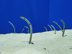 -上海海洋水族馆