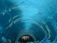 -海棠湾洲际-涛·海底餐厅·美人鱼·自助餐·海底隧道