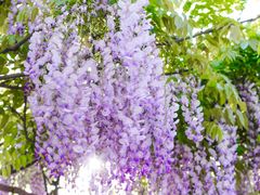 -嘉定紫藤园