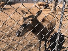 -宿豫区运河湾森林动物园