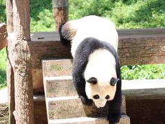 -中国大熊猫保护研究中心雅安碧峰峡基地