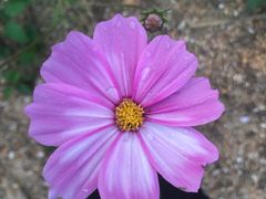 -崖口云吞(中堡店)