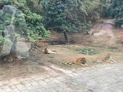 -深圳野生动物园