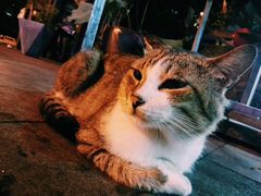 -老地方猫儿面(磁器口店)