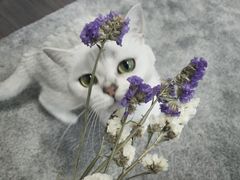 -PETKIT 小佩宠物·低压洗护·美容·寄养(安远店)