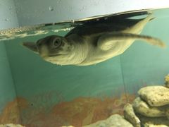-悉尼海洋生物水族馆