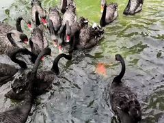 -深圳野生动物园