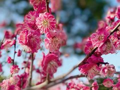 -花开海上生态园