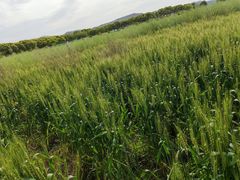 -苏州太湖西山岛开心农场