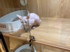 -啵啵喵·猫咖(攀华国际店)