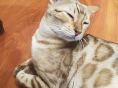 -猫小院猫主题咖啡厅(北锣店)