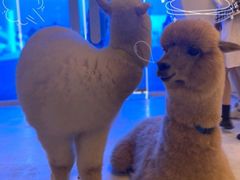 -Blue Concept Cafe&Farm·關於藍