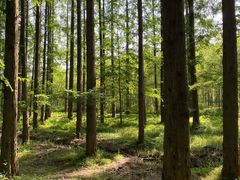 -黄海国家森林公园