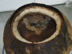 原只椰子炖竹丝鸡-達揚原味燉品(文明路店)