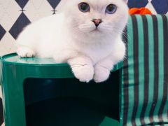 -大型宠物商超·宠海王国·宠物猫狗活体·用品·美容(新世界百货重庆店)