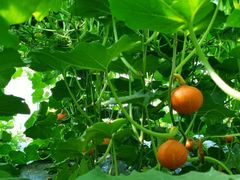 -万源龙顺度假庄园生态观光园