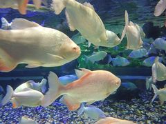 -成都浩海立方海洋公园