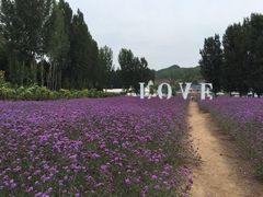 -紫海香堤香草艺术庄园