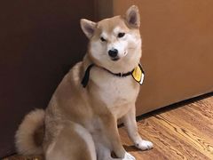 -柴务处·柴犬主题狗咖