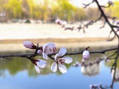 -桃花堤公园