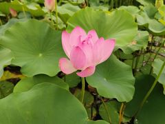 -恭王府博物馆