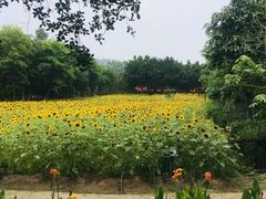 -丹樱生态园