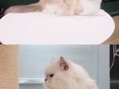 -安格丽娜·狗咖·猫咖羊驼咖(春熙路百盛商场店)