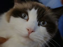 -猫小院猫主题餐厅(南锣旗舰店)