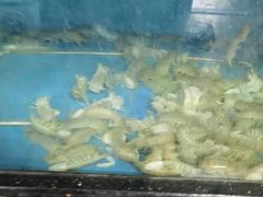 -马王堆海鲜水产市场