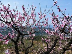 -桑洲油菜花景区