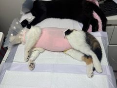 -达爱动物医院·犬猫分区·CT·复杂眼科(远洋山水分院)