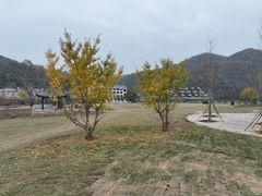 -千年银杏谷文化旅游区