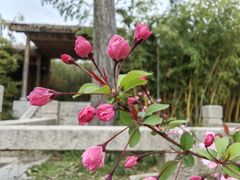 -苏州上方山国家森林公园