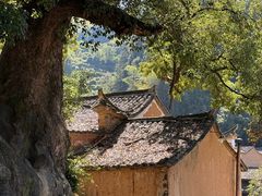 -杨家堂村