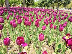 -长春公园(普阳街道)