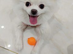 -佳雯宠物医院·皮肤科·内外科(春晓路分院)