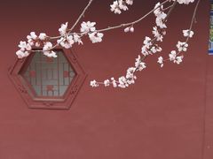 -桃花堤公园