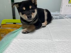 -半岛宠物医院24小时(科华中路店)