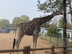 -大连森林动物园