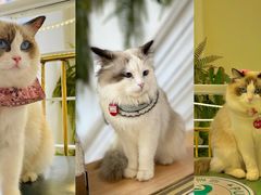 -喵喵咪呀布偶猫咖(春熙路店)