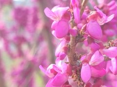 -海棠花溪(元大都城垣遗址公园)